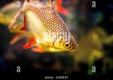 Image en gros plan d'un poisson de couleur dorée avec des nageoires rouges vibrantes nageant dans un aquarium. Les écailles scintillent sous la lumière, créant une texture et un dyn Banque D'Images