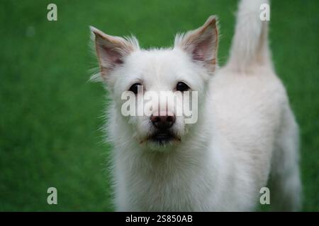 Un chiot Mongrel blanc joue dans un champ vert Banque D'Images