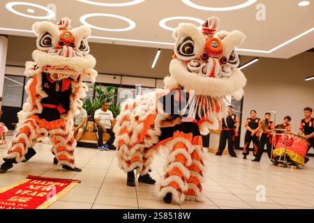 Melbourne, Australie. 21 janvier 2025. La danse du lion célèbre l'année du serpent avec bénédictions et joie. Sunshine Plaza célèbre le nouvel an lunaire avec une peinture de lanterne et un spectacle de danse du Lion. Ancrée dans les traditions chinoises anciennes, cette fête marque l’année du serpent, 2025, symbolisant la sagesse, la transformation et le renouveau. Les célébrations s’alignent sur la petite année du 20 janvier 2025, qui marque le début des préparatifs festifs. Crédit : SOPA images Limited/Alamy Live News Banque D'Images