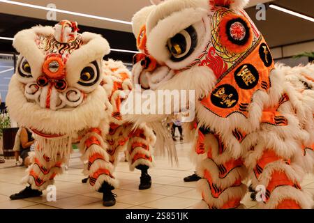 Melbourne, Australie. 21 janvier 2025. Une danse du lion vibrante envoûte la foule avec des battements de batterie animés. Sunshine Plaza célèbre le nouvel an lunaire avec une peinture de lanterne et un spectacle de danse du Lion. Ancrée dans les traditions chinoises anciennes, cette fête marque l’année du serpent, 2025, symbolisant la sagesse, la transformation et le renouveau. Les célébrations s’alignent sur la petite année du 20 janvier 2025, qui marque le début des préparatifs festifs. (Photo de Ye Myo Khant/SOPA images/Sipa USA) crédit : Sipa USA/Alamy Live News Banque D'Images