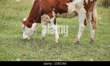 Vache laitière pâtissant avec satisfaction sur des pâturages verdoyants, représentant un paysage agricole tranquille sous la lumière du soleil d'été Banque D'Images