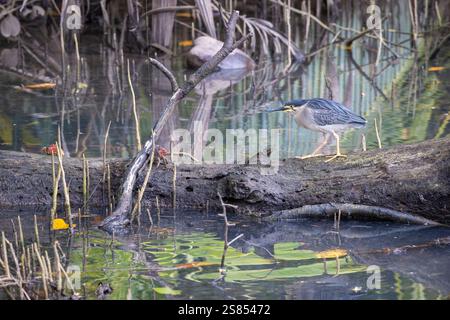 Mangrove Heron sur Praslin, Seychelles Banque D'Images