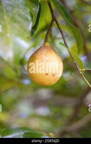 Fruit de la passion sur un arbre, Seychelles Banque D'Images