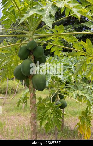 Fruits de papaye (Carica papaya) accrochés à un arbre, Seychelles Banque D'Images