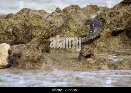 Chasse au héron de mangrove sur la plage de la Dique, Seychelles Banque D'Images