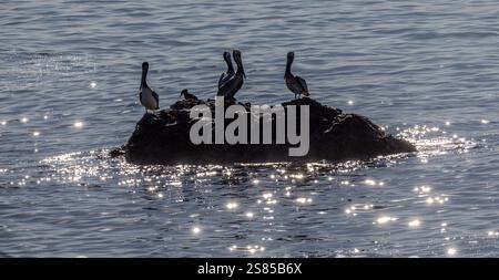Pacific Palisades, Californie, États-Unis. 16 janvier 2025. Pelicans sur un rocher dans l'océan Pacifique étincelant (crédit image : © Amy Katz/ZUMA Press Wire) USAGE ÉDITORIAL SEULEMENT! Non destiné à UN USAGE commercial ! Banque D'Images