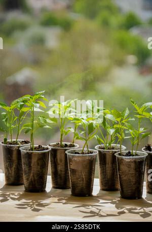 plantation de graines, jeunes pousses de poivre dans des tasses sur le rebord de la fenêtre, semis Banque D'Images