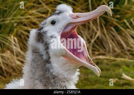 Poussins albatros errants (Diomedea exulans) dans une colonie de reproduction sur l'île prion, baie des Isles, Géorgie du Sud Banque D'Images