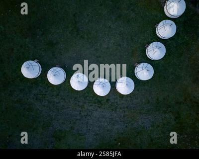 Ligne de yourtes blanches dans un motif courbe sur une plaine herbeuse, vue d'en haut, près du lac Song Kol, Kirghizistan Banque D'Images