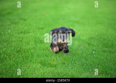 Un adorable chiot Teckel miniature à poil métallique, sanglier, en plein air, qui traverse de succulents brins d'herbe Banque D'Images