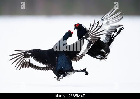 Tétras noir mâle (Lyrurus tetrix) combattant sur champ couvert de neige, Finlande Banque D'Images