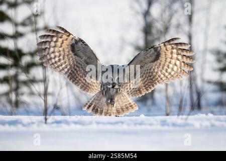 Hibou grand gris (Strix nebulosa) en vol, Finlande Banque D'Images