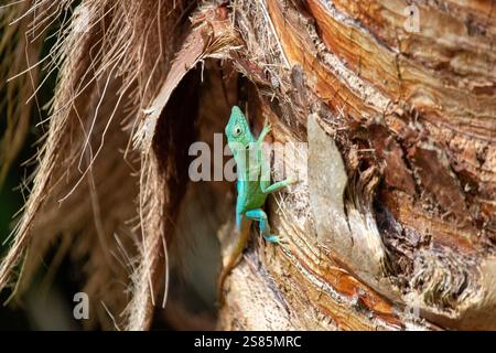 Lézard Anole turquoise jamaïcain (Anolis grahami) (anole de Graham), Bermudes Banque D'Images