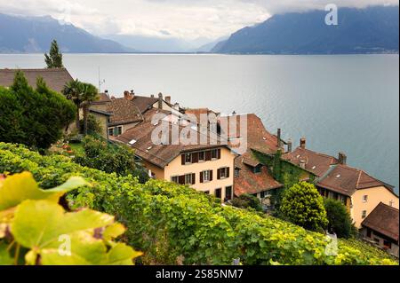 Village médiéval de Saint-Saphorin au milieu des terrasses viticoles de Lavaux sur les rives du lac Léman, près de Lausanne, Canton de Vaud, Suisse Banque D'Images
