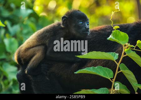 Enfant chevauchant sur le dos d'une femelle singe hurleur (Alouatta palliata) dans la forêt de la côte Pacifique, Esperanza, Nosara, Guanacaste, Costa Rica Banque D'Images