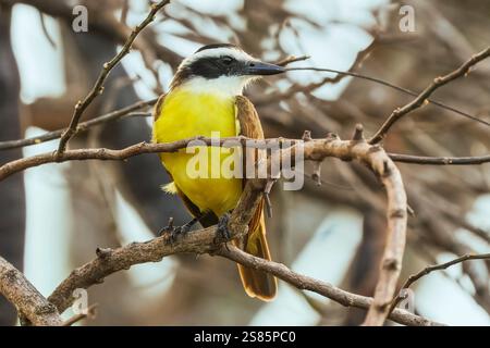Grand kiskadee (Pitangus sulphuratus) un grand tyran coloré, commun dans le Nord Pacifique, Esperanza, Nosara, Guanacaste, Costa Rica Banque D'Images