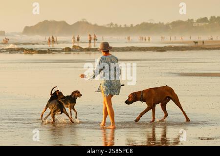 Femme promenant de petits chiens effrayés par un grand Ridgeback ludique sur la plage de surf populaire Playa Guiones, Guiones, Nosara, Guanacaste, Costa Rica Banque D'Images