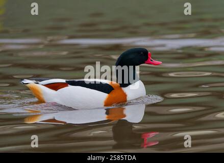 Un canard commun, (Tadorna tadorna), sur un lac au WWT Martin Mere Wetlands Centre, près de Burscough, Lancashire, Royaume-Uni Banque D'Images