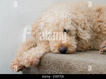 Un beau chien Labradoodle de couleur beige, à poil long, allongé sur un tapis Banque D'Images