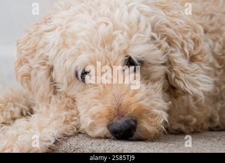 Un beau chien Labradoodle de couleur beige, à poil long, allongé sur un tapis Banque D'Images