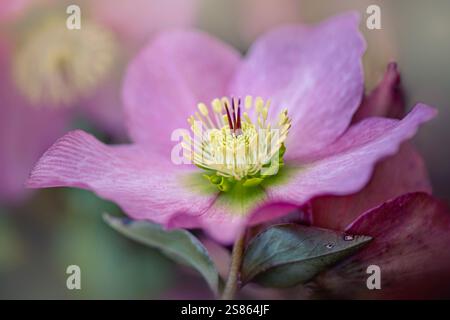 Belles fleurs printanières roses Helleborus Walberton au romarin, également connues sous le nom de Hellebore ou Rose de Carême Banque D'Images
