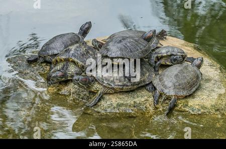 Schildkröten, Teich im Hong Kong Park, Cotton Street, Central, Hongkong, Volksrepublik China *** tortues, étang dans Hong Kong Park, Cotton Street, Central, Hong Kong, République populaire de Chine Banque D'Images