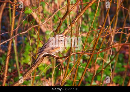 Une vue rapprochée d'un oiseau redwing mangeant une baie dans les bois sur une belle journée d'hiver Banque D'Images
