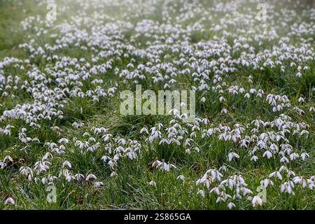 Beau printemps, blanc Galanthus Nivalis Snowdrop fleurs dans un soleil doux Banque D'Images