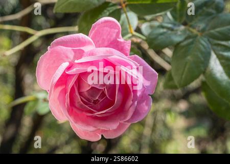Gros plan sur une rose rose rose fleurie délicate avec du feuillage à l'extérieur dans le jardin Banque D'Images
