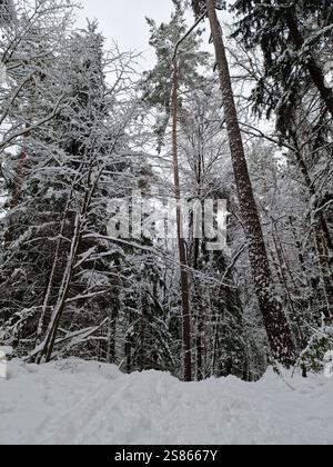 ranquil scène de forêt d'hiver, de grands arbres couverts de neige et des épinettes, un petit sentier à travers la neige Banque D'Images