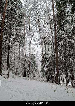 ranquil scène de forêt d'hiver, de grands arbres couverts de neige et des épinettes, un petit sentier à travers la neige Banque D'Images