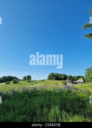 Un paysage rural de campagne, un grand champ avec des lupins sous un vaste ciel bleu, un vieux bâtiment abandonné, un sentiment de tranquillité, une vie lente Banque D'Images