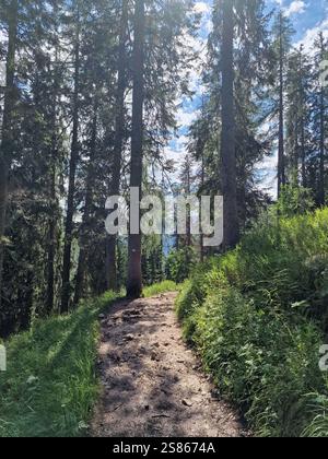 Sentier forestier tranquille baigné de soleil, entouré de grands arbres et d'une végétation luxuriante, Dolomites Italie, chemin de randonnée au Lago di Sorapis Banque D'Images