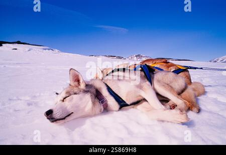 Chien de traîneau au repos Banque D'Images