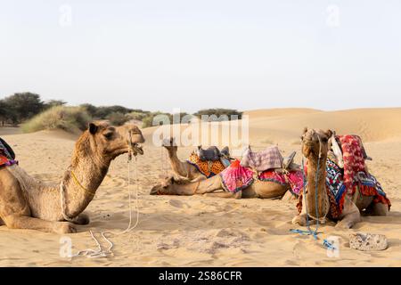 Jeune femme blonde avec une écharpe assise à côté de chameaux dans le désert de Thar près de Jaisalmer au Rajasthan, en Inde. Banque D'Images