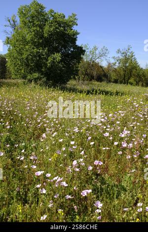 Prairie de fleurs sauvages au printemps près de Laguna de Zonar, Aguilar de la Frontera, Province de Cordoue, Andalousie, Espagne Banque D'Images