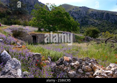 Un abri animal traditionnel en pierre dans un complexe et des fleurs sauvages dans les collines du parc naturel de la Sierra Subbetica, province de Cordoue, Andalousie, Espagne Banque D'Images