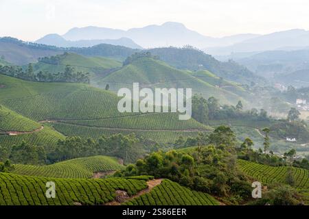 Vue panoramique sur les plantations de thé vallonnées Munnar au lever du soleil dans le Kerala, Inde. Montagnes brumeuses sur le fond. Banque D'Images