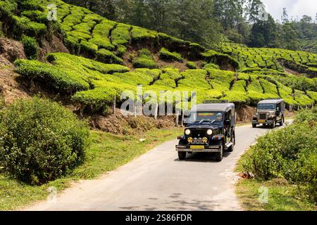 MUNNAR, INDE - 1er MAI 2024 : voitures de safari en jeep hors route conduisant à travers la plantation de thé au Kerala, Inde. Banque D'Images