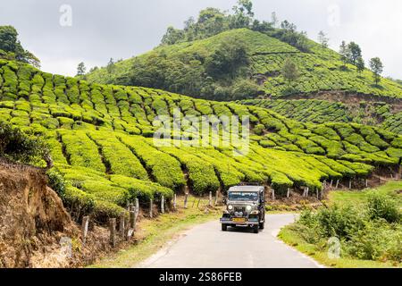 MUNNAR, INDE - 1er MAI 2024 : voitures de safari en jeep hors route conduisant à travers la plantation de thé au Kerala, Inde. Banque D'Images
