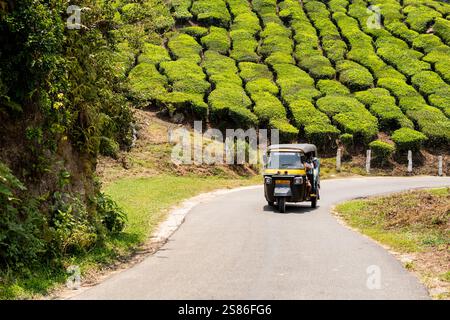 MUNNAR, INDE - 1er MAI 2024 : pousse-pousse automatique tuk-tuk à travers la plantation de thé au Kerala, Inde. Banque D'Images