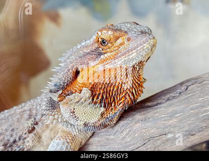 Gros plan d'un lézard dragon barbu : écailles complexes et yeux fascinants Banque D'Images