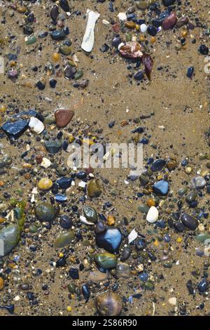 Fond de plage - galets humides et coquillages dans le sable, Irlande, Europe Banque D'Images