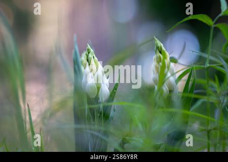 Helleborine, Cephalanthera longifolia, Õngu, Estonie. Orchidée helleborine à feuilles étroites (Cephalanthera longifolia) poussant à l'ombre. Banque D'Images