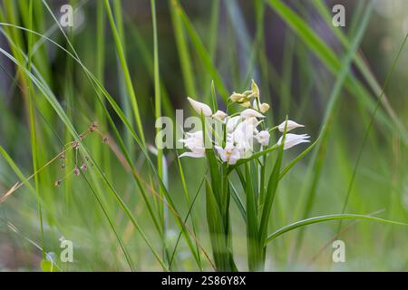 Helleborine, Cephalanthera longifolia, Õngu, Estonie. Orchidée helleborine à feuilles étroites (Cephalanthera longifolia) poussant à l'ombre. Banque D'Images