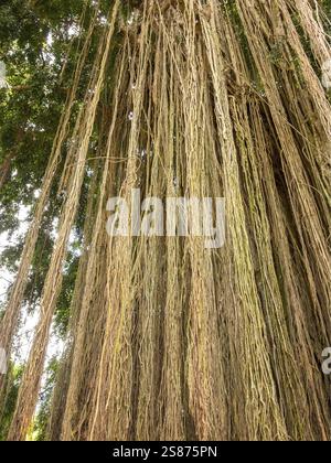 Longues racines aériennes traînantes ou adventices sur un arbre à Bali Indonésie vu d'en bas regardant jusqu'à la canopée verte ci-dessus Banque D'Images