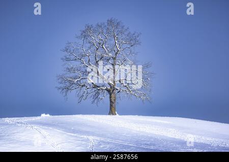 Une image d'un bel arbre solitaire sur une colline enneigée en saison hivernale Banque D'Images