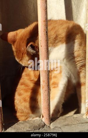 chats étant ludiques et curieux Banque D'Images