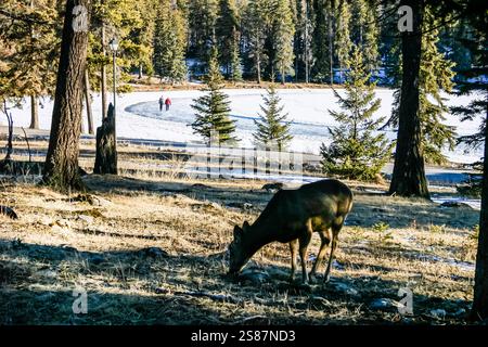 Un cerf pèle dans un champ près d'un lac. La scène est paisible et sereine, le cerf étant le centre principal de l'image Banque D'Images