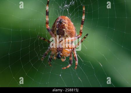 Image macro d’une araignée de jardin européenne (Araneus diadematus), une araignée Orbe Web, vue ventrale, au centre de sa toile. Banque D'Images